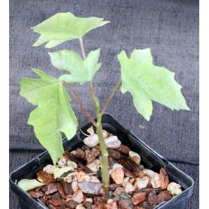 Jarilla chocola (JS 1975) 4-inch pots