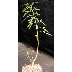 Jatropha capensis one-gallon pots