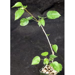 Jatropha cardiophylla 3-inch pots