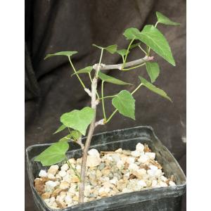 Jatropha cardiophylla one-gallon pots