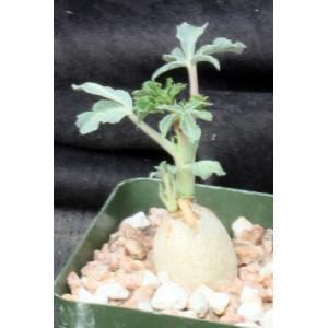 Jatropha cathartica 4-inch pots