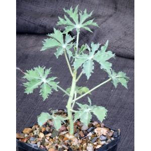 Jatropha cathartica 5-inch pots