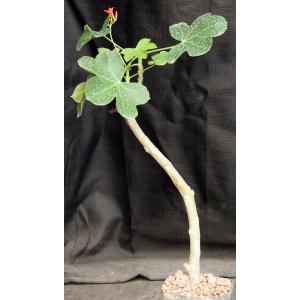 Jatropha macrocarpa 5-inch pots
