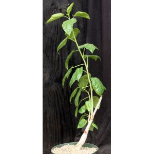 Jatropha varifolia 8-inch pots