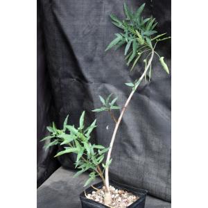 Jatropha capensis one-gallon pots