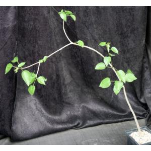 Jatropha cordata one-gallon pots
