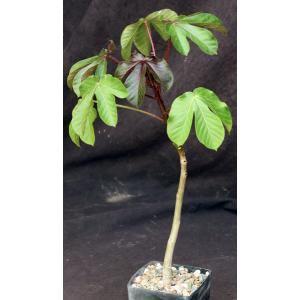 Jatropha gossypiifolia 5-inch pots