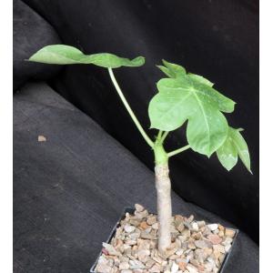 Jatropha macrocarpa 5-inch pots