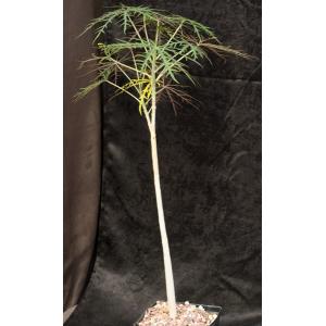 Jatropha multifida one-gallon pots