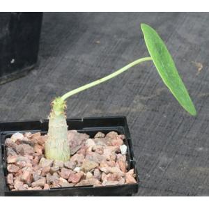 Jatropha podagrica (yellow flowers) 5-inch pots