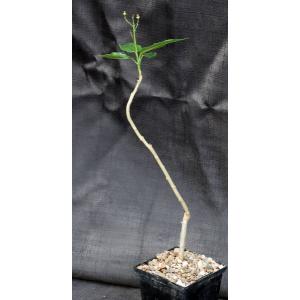 Jatropha varifolia 5-inch pots