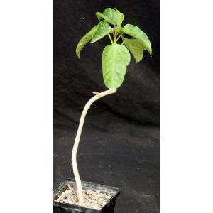 Jatropha varifolia 5-inch pots