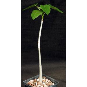 Jatropha vernicosa 4-inch pots