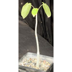 Jatropha vernicosa 5-inch pots