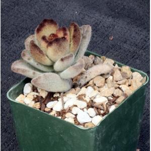 Kalanchoe tomentosa cv Teddy Bear 4-inch pots