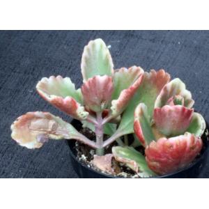 Kalanchoe cv Fire Rainbow 4-inch pots
