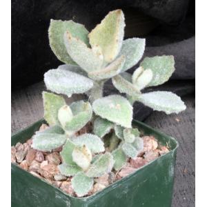 Kalanchoe beharensis cv Fang 4-inch pots