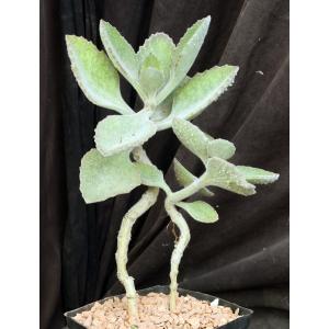 Kalanchoe beharensis cv Fang one-gallon pots