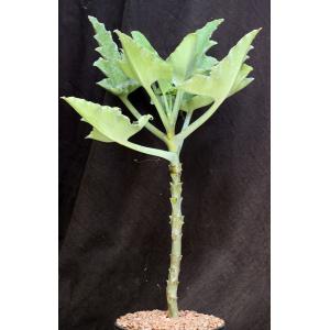 Kalanchoe beharensis (glabrous) 2-gallon pots