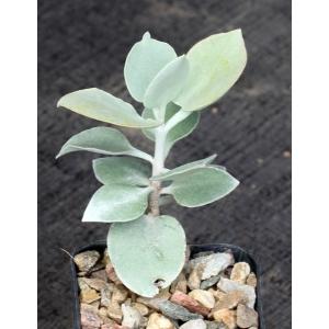 Kalanchoe hildebrandtii 2-inch pots