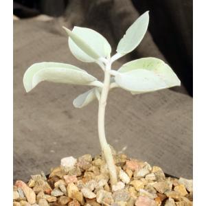 Kalanchoe hildebrandtii 3-inch pots