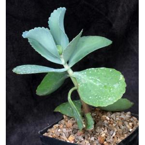 Kalanchoe marmorata one-gallon pots