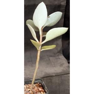 Kalanchoe orgyalis 5-inch pots