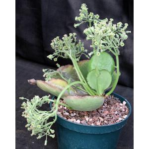 Kalanchoe synsepala var. synsepala 8-inch pots