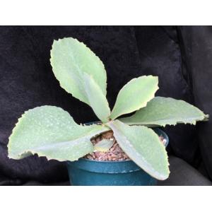 Kalanchoe synsepala var. synsepala 8-inch pots
