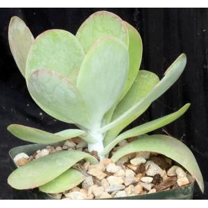 Kalanchoe thrysiflora 5-inch pots