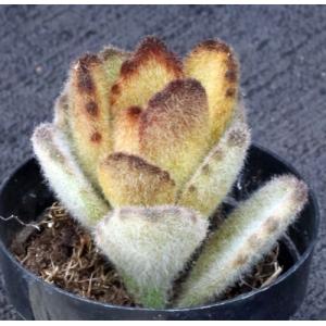 Kalanchoe tomentosa cv Teddy Bear 2-inch pots