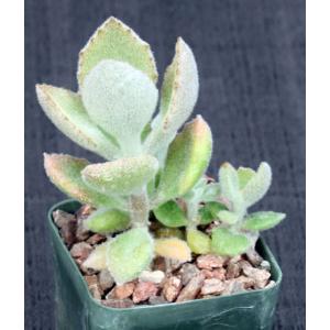 Kalanchoe beharensis cv Fang 3-inch pots