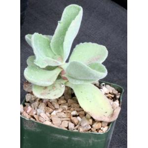 Kalanchoe citrina 5-inch pots
