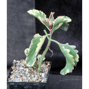 Kalanchoe cv Fire Rainbow 5-inch pots