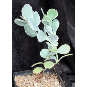 Kalanchoe fedtschenkoi one-gallon pots