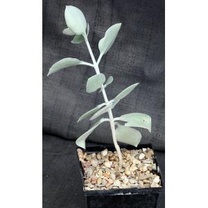 Kalanchoe hildebrandtii 5-inch pots