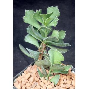 Kalanchoe rhombopilosa 5-inch pots