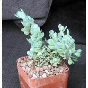 Kalanchoe rotundifolia 4-inch pots