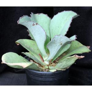 Kalanchoe synsepala var dissecta one-gallon pots