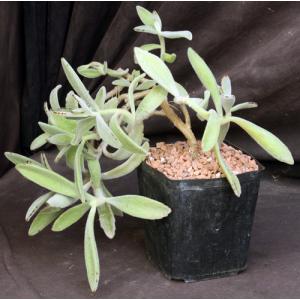 Kalanchoe tomentosa one-gallon pots