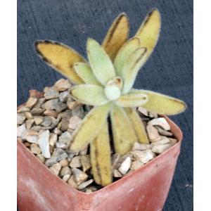 Kalanchoe tomentosa cv Chocolate Soldier 4-inch pots