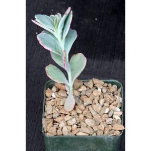 Kalanchoe fedtschenkoi 4-inch pots