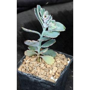 Kalanchoe fedtschenkoi 5-inch pots