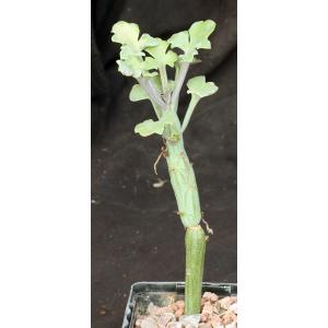 Kleinia articulata 4-inch pots