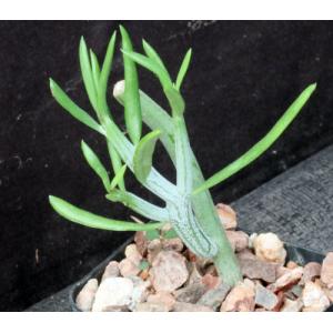 Kleinia descoingsii 2-inch pots