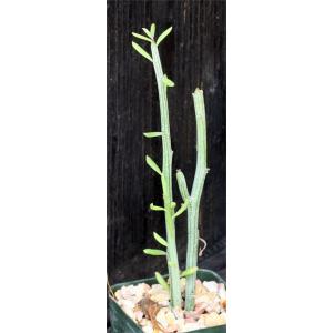 Kleinia descoingsii 3-inch pots