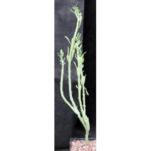Kleinia hebdingii (Lav 10485) 5-inch pots