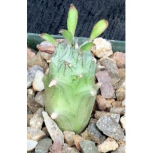 Kleinia mweroensis ssp. saginata 4-inch pots