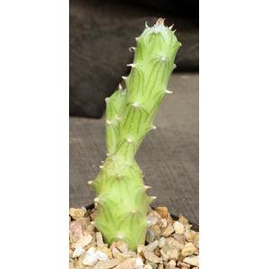 Kleinia mweroensis ssp. saginata 5-inch pots