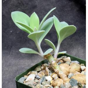 Kleinia semperviva ssp. grantii 4-inch pots